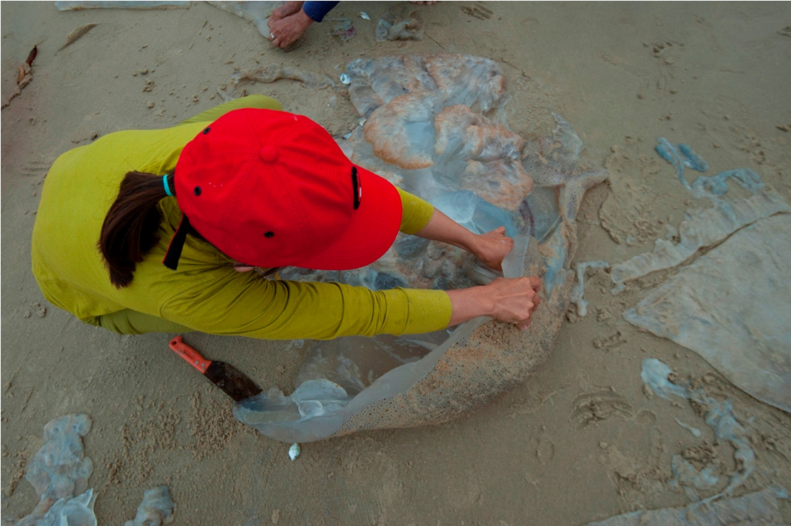Một cô gái đang cố tách thân và chân của chú sứa lớn 