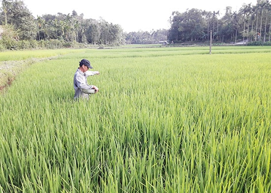 Ngay từ những ngày đầu năm mới Mậu Tuất bà con nông dân đã ra đồng bón phân, chăm sóc lúa.Ảnh: P.HOÀNG