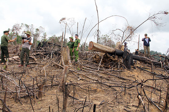 Vụ việc phá rừng gây bức xúc trong dư luận tại xã Tiên Lãnh (Tiên Phước) đã được chỉ đạo kiểm tra, làm rõ và xử lý nghiêm.