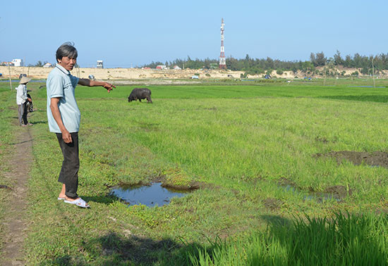 Ông Nguyễn Minh Cảnh ngậm ngùi nhìn đám ruộng bỏ hoang. Ảnh: T.H