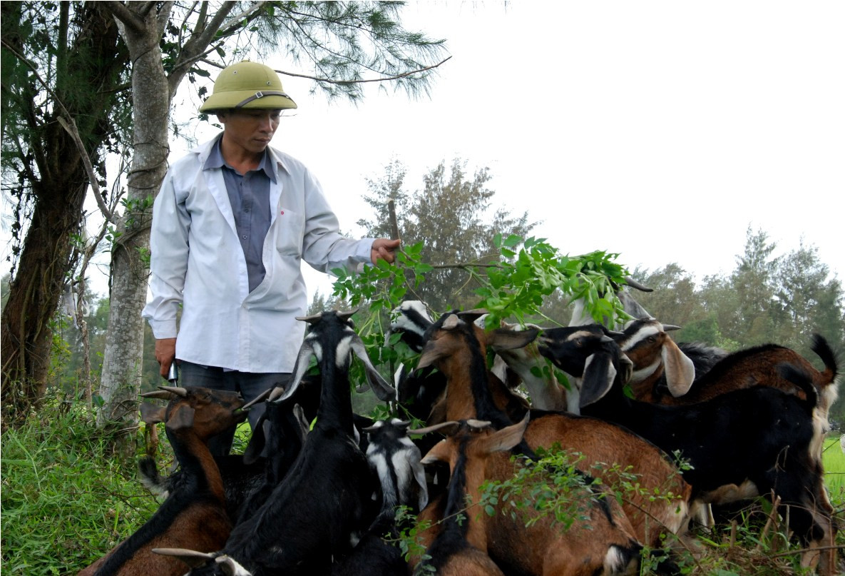 Mô hình nuôi dê thả rông của anh Trãi đem lại hiệu quả tích cực. Ảnh: Hồ Quân