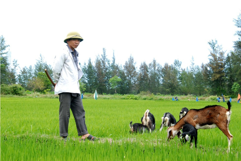 Nuôi dê theo phương pháp thả rông giảm thiểu thời gian chăm sóc và ngăn dịch bệnh. Ảnh: Quân Hồ