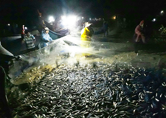 Ngư dân Tam Thanh gỡ cá sau khi đánh bắt.