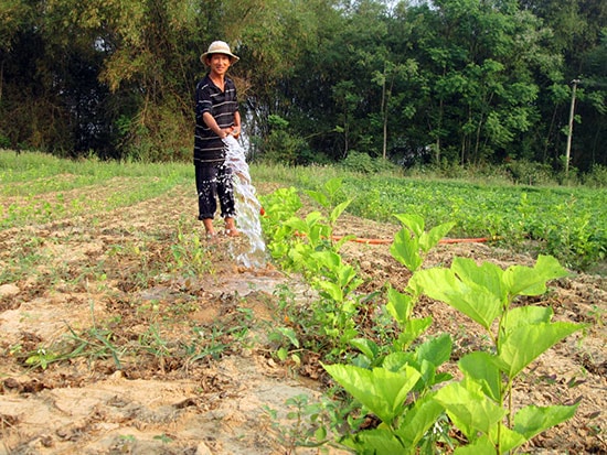 Nghề trồng dâu nuôi tằm, ươm tơ dệt lụa sẽ “hồi sinh” nếu nhận được sự đồng thuận, quyết tâm của chính quyền và người dân.  Trong ảnh: Nông dân xã Duy Trinh (Duy Xuyên) đã bước đầu khôi phục việc trồng dâu. Ảnh: L.Q