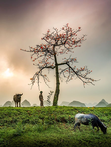 Cây gạo đầu làng.Ảnh minh họa