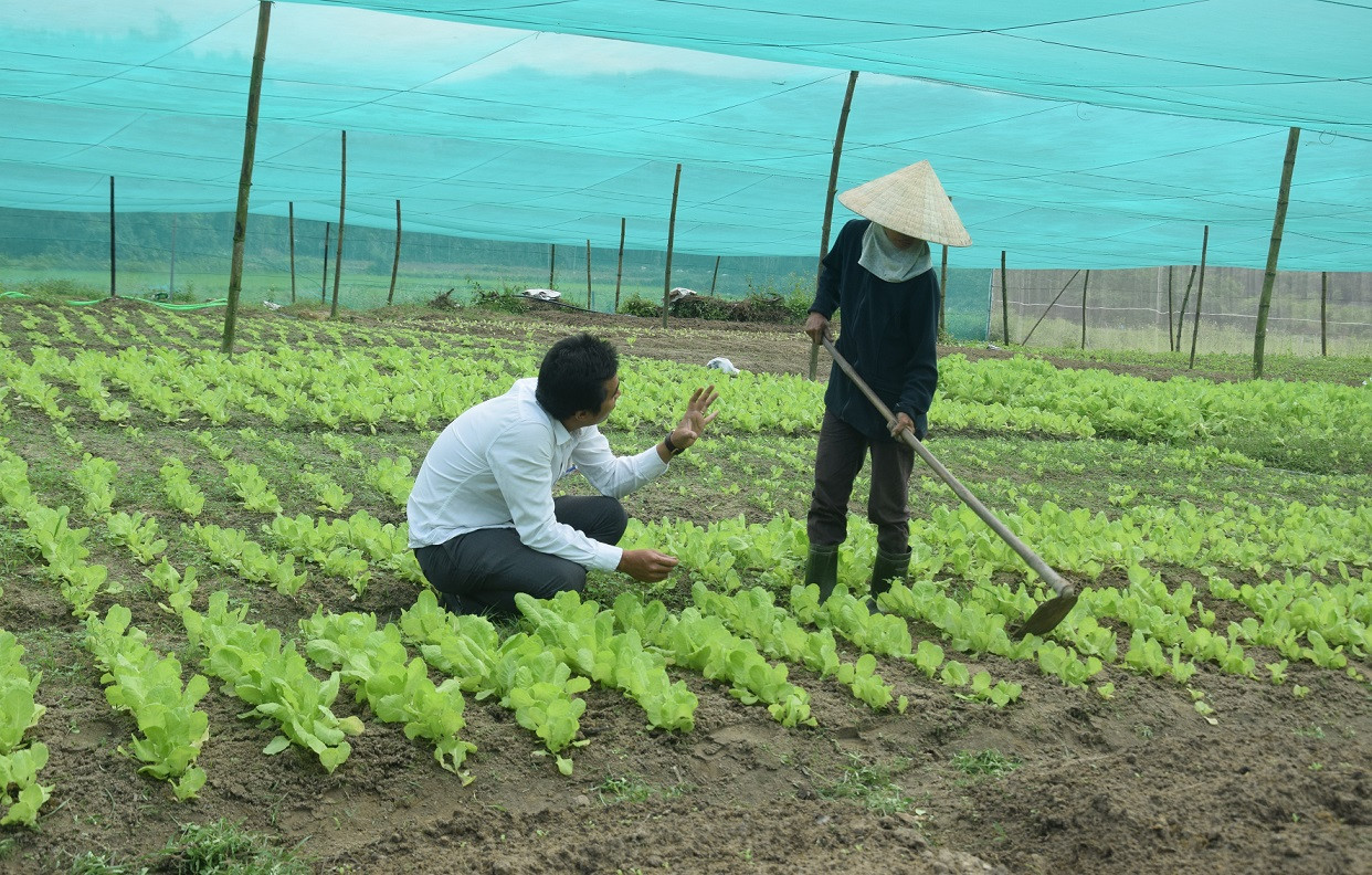 Anh Sơn trao đổi về những kỹ thuận trồng rau sạch cho thành viên trong HTX Nông nghiệp Tiên Châu. Ảnh: THANH THẮNG