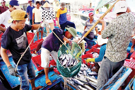 Thu mua hải sản trên tàu cá ở cảng Kỳ Hà - Tam Quang (Núi Thành). Ảnh: PHƯƠNG THẢO