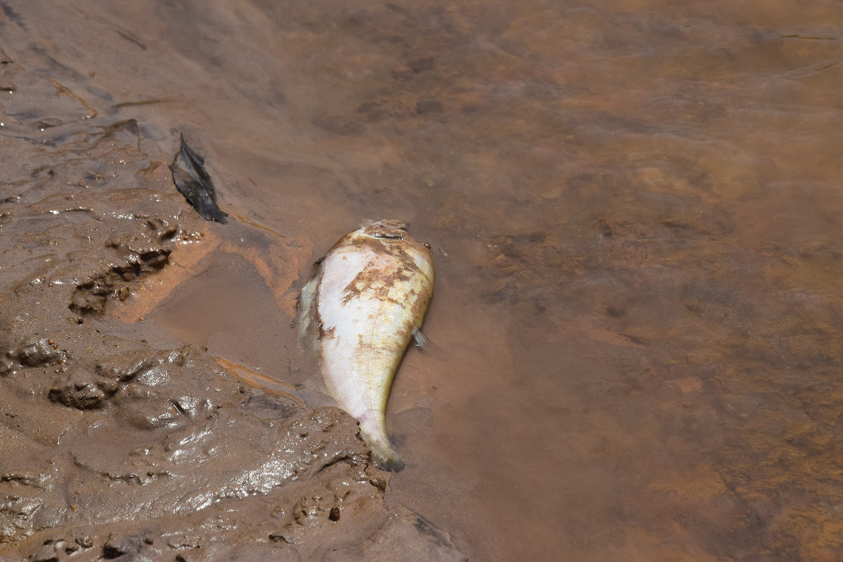 Cá chết dưới sông Bồng Miêu. Ảnh: THANH THẮNG