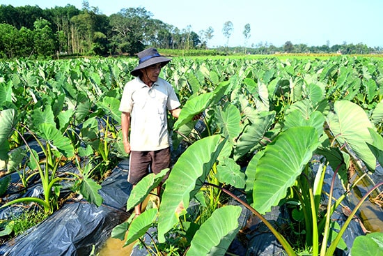 Trồng môn hương đem lại nguồn thu hơn 100 triệu đồng mỗi năm cho gia đình ông Nguyễn Xô. Ảnh: V.QUANG