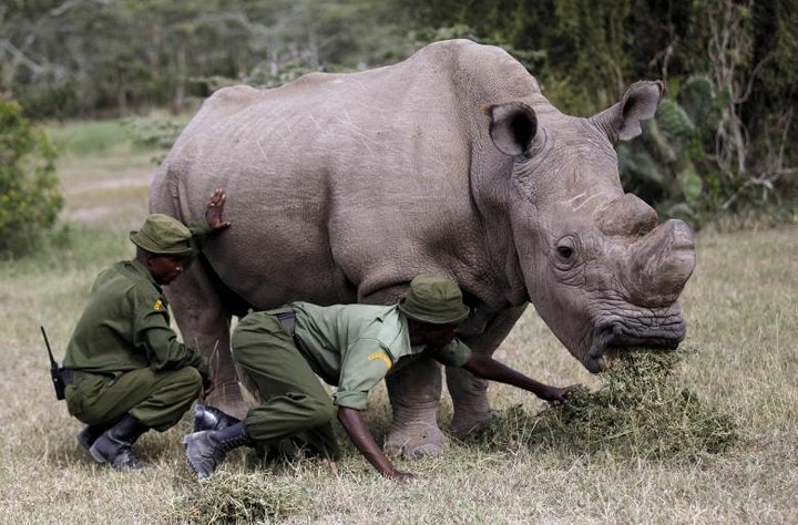 Khu bảo tồn Pejeta cho biết, họ buộc phải tiến hành an tử đối với Sudan do tình trạng sức khỏe của chú rất nguy kịch. Ảnh: Reuters