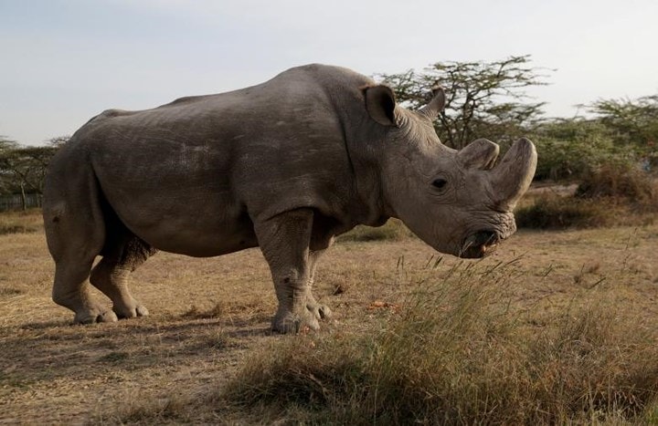 Trước đó, Sudan từng được điều trị trong một thời gian dài trước những tác động xấu của tuổi tác đối với cơ bắp và xương của chú. Ảnh: Reuters