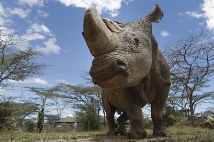 Khu bảo tồn Ol Pejeta cho biết, họ đã thu thập gene của Sudan để có thể sử dụng trong tương lai để tái tạo loài này. Ảnh: Reuters