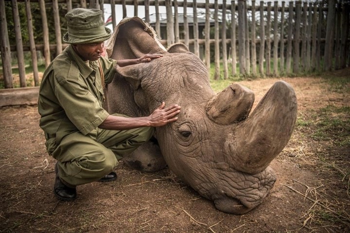 Nhân viên bảo vệ động vật hoang dã Zacharia Mutai an ủi Sudan ngay trước thời điểm chú qua đời. Ảnh: AFP