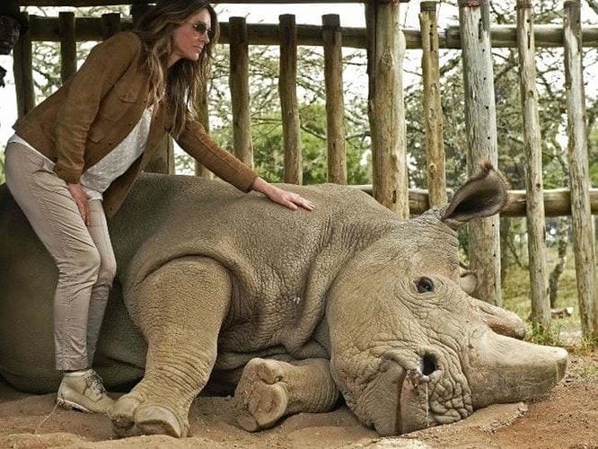 Là biểu tượng cho nỗ lực bảo vệ động vật quý hiếm trên toàn cầu, Sudan luôn nhận được sự quan tâm của các nhân vật nổi tiếng. Trong ảnh là nữ diễn viên người Anh Liz Hurley. Ảnh: AFP