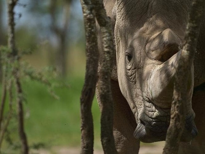 Một trong những bức ảnh cận cảnh cuối cùng về Sudan. Ảnh: AFP