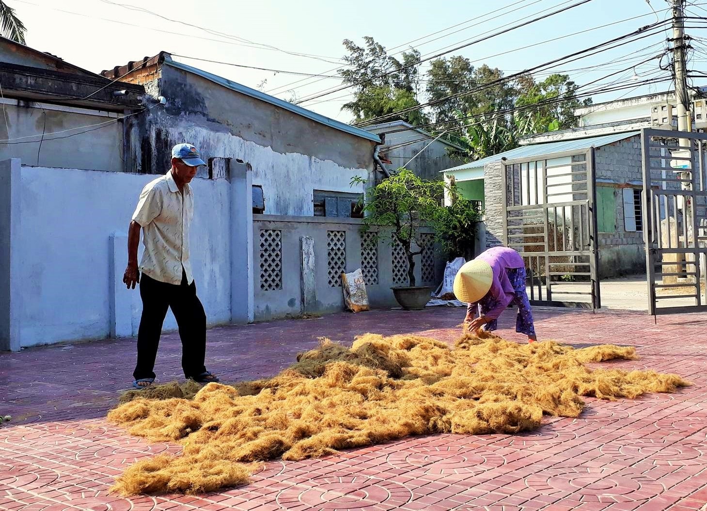 Người dân thôn Hòa Bình (xã Tam Hòa, huyện Núi Thành) phơi rong câu chỉ vàng. Ảnh: THANH THẮNG.