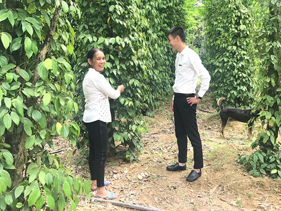 Từ vốn vay của Agribank, bà Trần Thị Tín (thôn 1, xã Tiên Mỹ, huyện Tiên Phước) đã phát triển mô hình trồng tiêu hiệu quả.