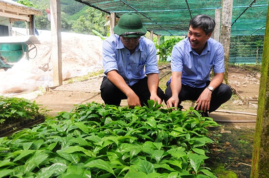 Sâm và một số cây dược liệu khác là thế mạnh trong phát triển NNCNC trên địa bàn tỉnh.  (Ảnh: Huyện Nam Trà My cung cấp).