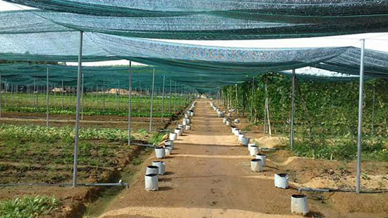 Trước khi phát triển nông nghiệp công nghệ cao, tại xã Tam Đàn (Phú Ninh) đã xây dựng mô hình sản phẩm nông nghiệp hữu cơ rất thành công. Ảnh T.H