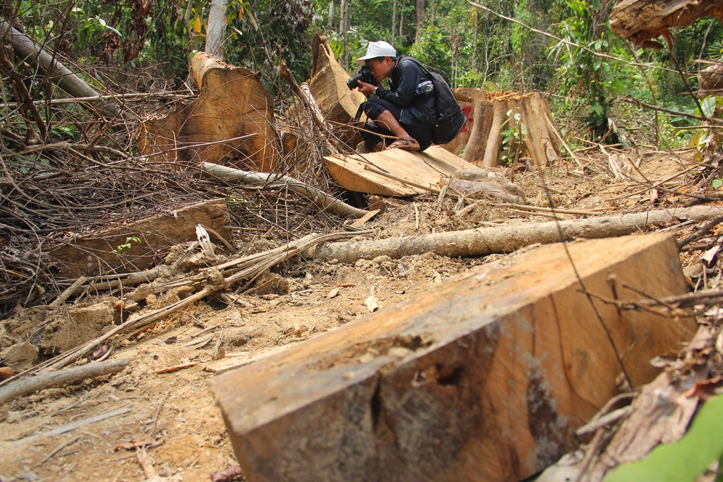 Hiện trường vụ rừng phòng hộ Sông Kôn bị tàn phá. Ảnh: Đ.N