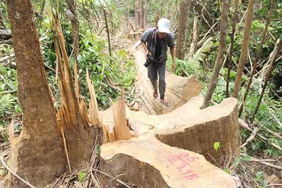 Hiện trường vụ rừng phòng hộ Sông Kôn bị tàn phá.  Ảnh:  ĐĂNG NGUYÊN