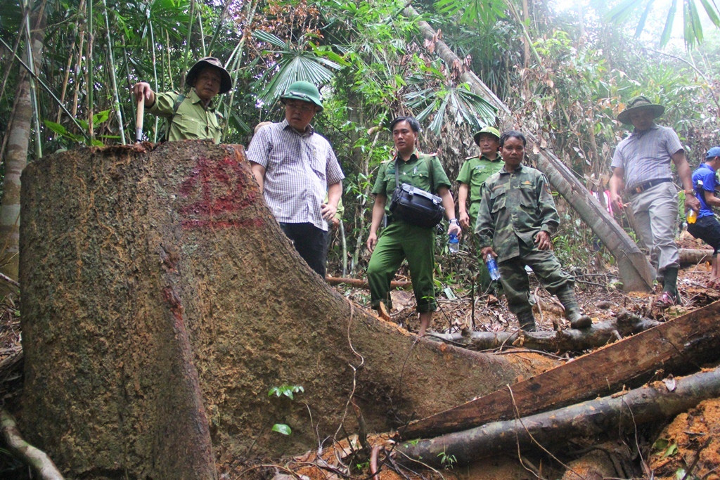 Phó Chủ tịch UBND tỉnh Lê Trí Thanh (thứ 2, từ trái sang) cùng lực lượng chức năng kiểm tra hiện trường vụ phá rừng phòng hộ Sông Kôn. Ảnh: A.N