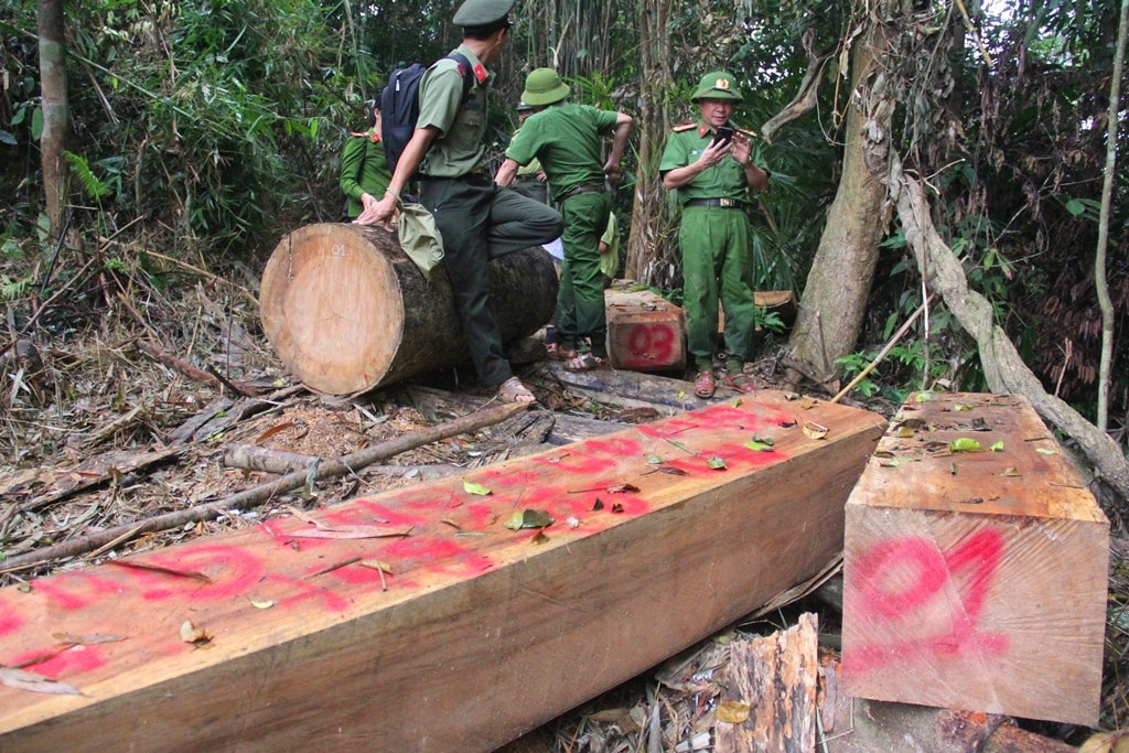 Hiện trường những phách gỗ còn sót lại giữa rừng phòng hộ, với khối lượng khá lớn. Ảnh: A.N