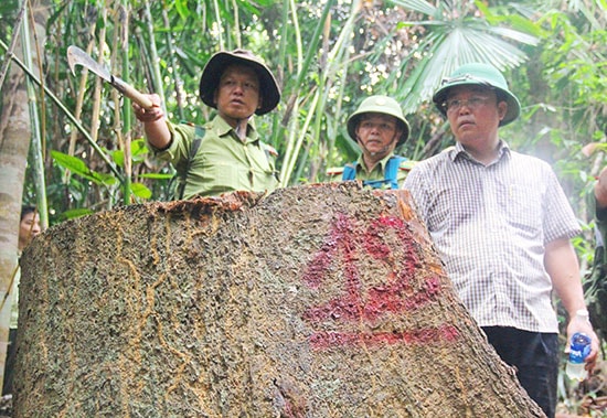 Phó Chủ tịch UBND tỉnh Lê Trí Thanh kiểm tra hiện trường vụ phá rừng tại Đông Giang.