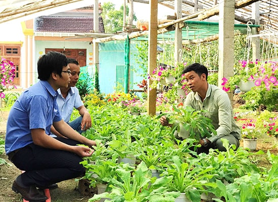 Mô hình khởi nghiệp từ trồng hoa của thanh niên Thăng Bình. Ảnh: VINH ANH