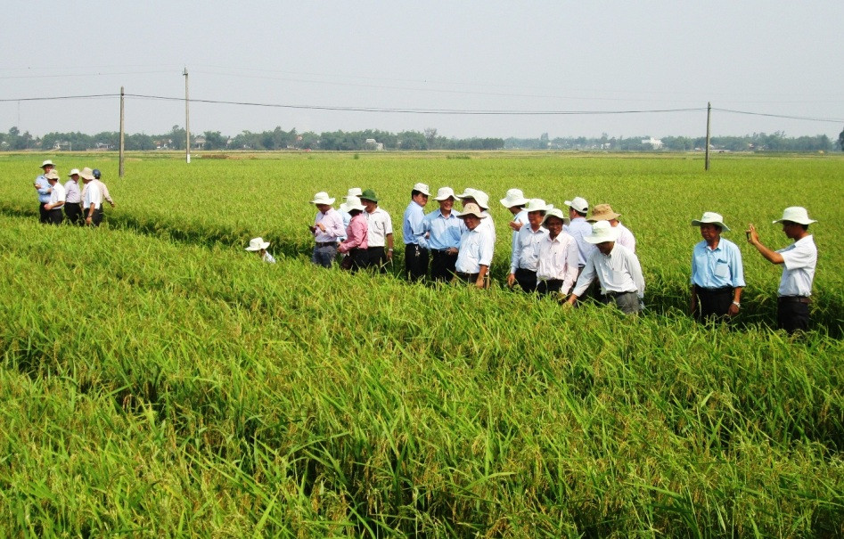 Hợp tác xã nông nghiệp Quế Phú cần hỗ trợ nhiều khâu để đẩy mạnh liên kết sản xuất giống lúa hàng hóa.