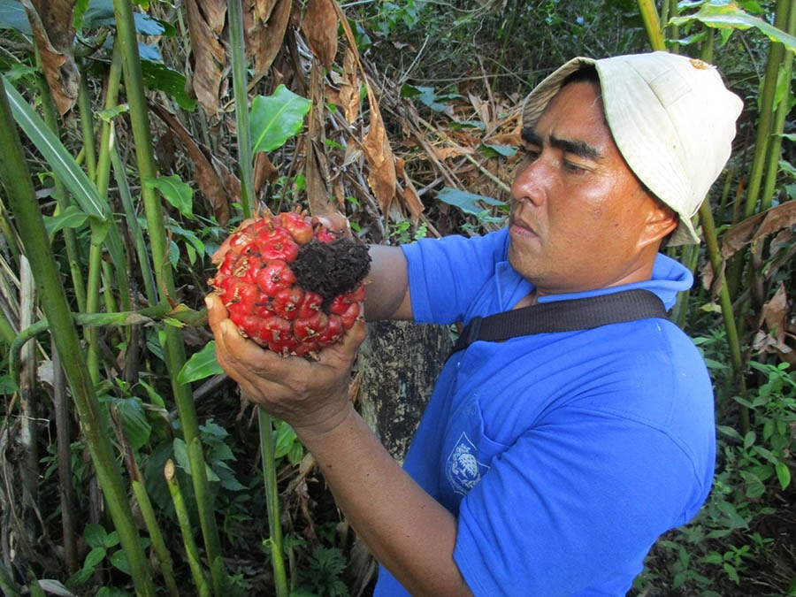 Thu hoạch vụ mùa dưới tán rừng. Ảnh: mongabay