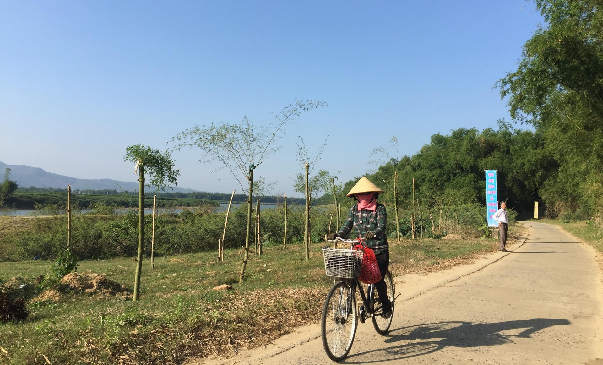 Khu vực đất ven sông ở huyện Đại Lộc phần lớn đã được trồng nhiều hàng tre ngăn sạt lở. Ảnh: PHAN VINH