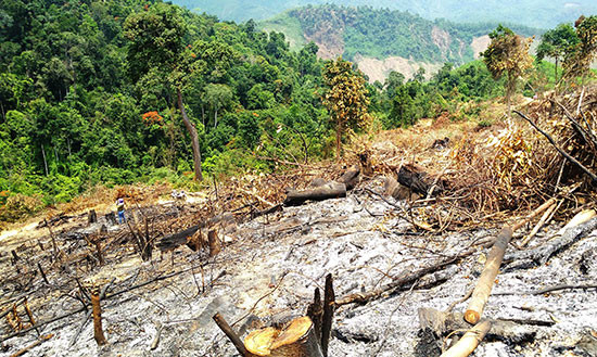 Hơn 2,2 héc ta rừng tự nhiên tại khu vực suối Khe Tre bị tàn phá. Ảnh: TRIÊU NHAN