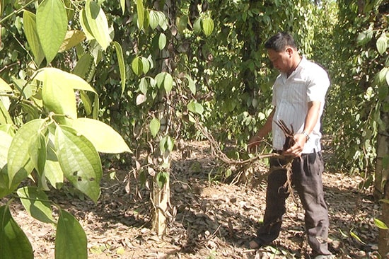 Nhiều cây tiêu bắt đầu vàng lá và chết dần, nông dân xã Bình Quế đang phá bỏ.Ảnh: Biên Thực