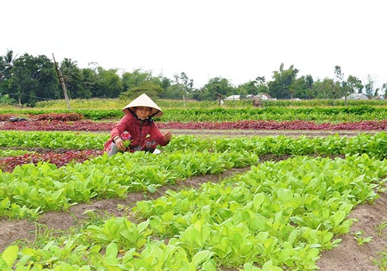 Chính quyền TP. Tam Kỳ sẽ hỗ trợ phát triển mạnh các mô hình sản xuất rau củ quả sạch.Ảnh: VĂN SỰ