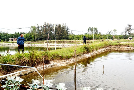 Nuôi tôm tập trung ở khu vực Bờ Thành, thôn Thanh Tam Tây, xã Cẩm Thanh (Hội An). Ảnh: VIỆT QUANG