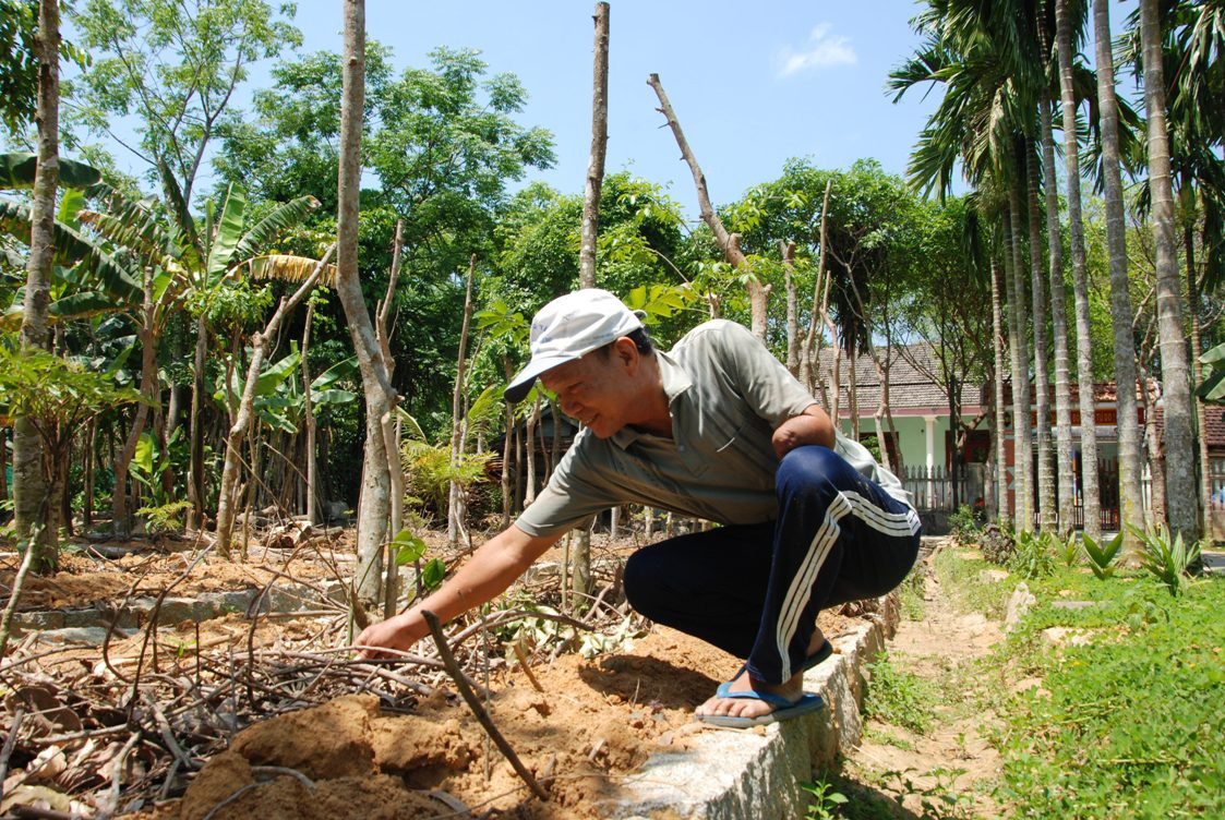 Ảnh: Mô hình vườn kiểu mẫu của CCB cựu chiến binh Lê Quang Châu đang mang lại nhiều tín hiệu tích cựcbắt đầu cho thu nhập ổn định. Ảnh: HỒ QUÂN