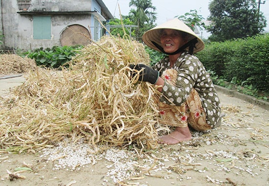 Nông dân Duy Xuyên phấn khởi vì đông xuân này đậu cô ve được mùa, được giá.Ảnh: HOÀI NHI