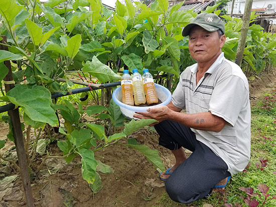 Nông dân ở làng rau Thanh Đông (xã Cẩm Thanh) chỉ sử dụng chế phẩm sinh học và thảo mộc trừ côn trùng gây hại. Ảnh: Q.T