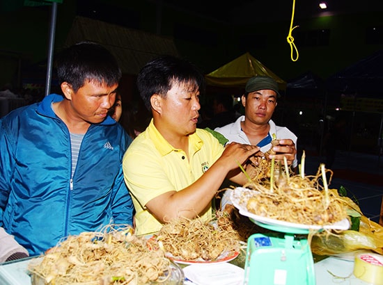 Sâm Ngọc Linh là mặt hàng được ưa thích, mang lại doanh thu cao ở mỗi phiên chợ sâm hàng tháng tại huyện Nam Trà My. Ảnh: N.D