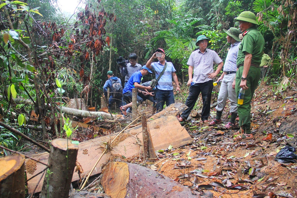 Phó Chủ ch UBDN tỉnh Lê Trí Thanh (thứ 3, từ phải qua) trực tiếp kiểm tra hiện trường vụ phá rừng phòng hộ tại huyện Đông Giang. Ảnh: A.N