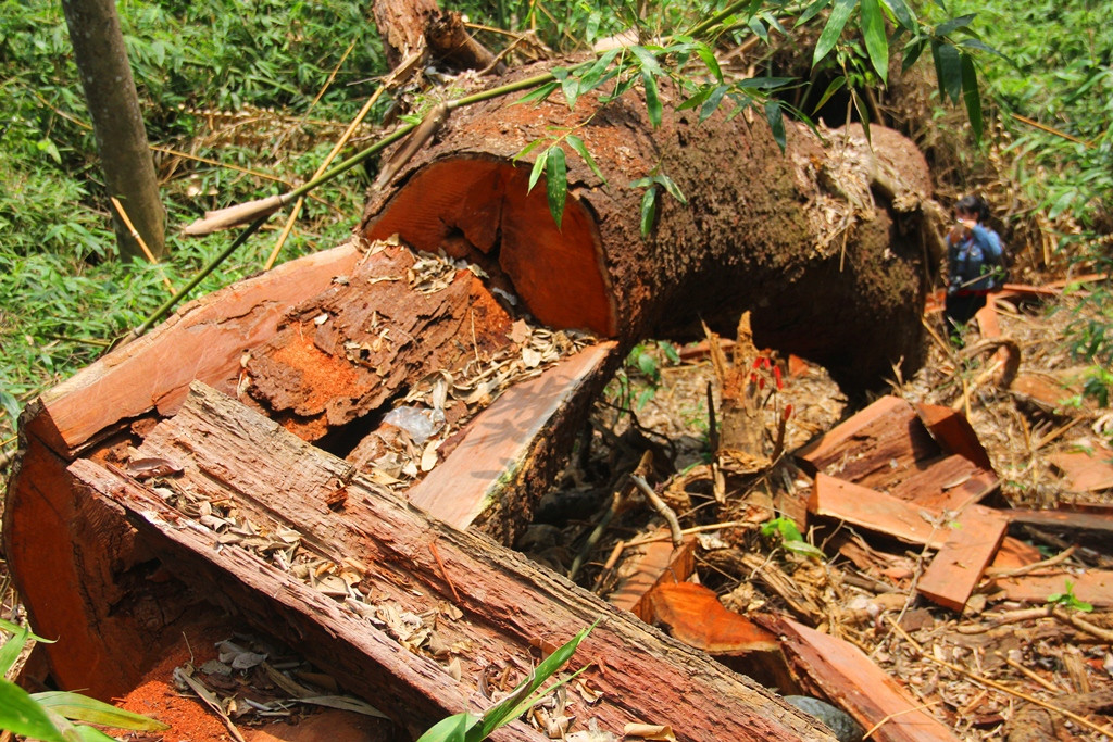 Nhiều vụ phá rừng nghiêm trọng được phát hiện tại các địa bàn miền núi trong thời gian qua. Trong ảnh: Hiện trường vụ phá rừng lim tại rừng phòng hộ Nam Sông Bung (Nam Giang). Ảnh: A.N
