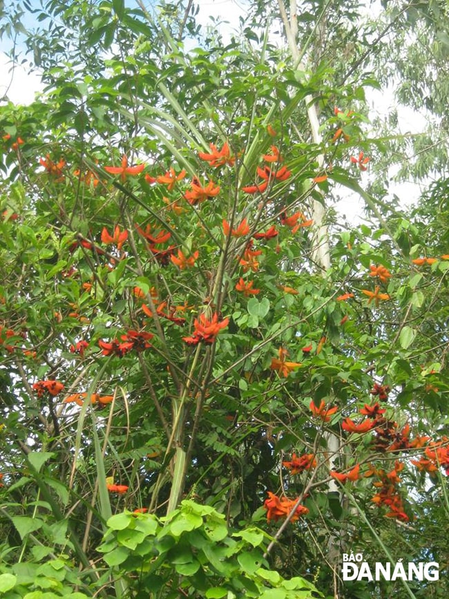 Một cây Sảng mọc hoang ở phường Hòa Thọ Tây, quận Cẩm Lệ. Ảnh: P.C.T
