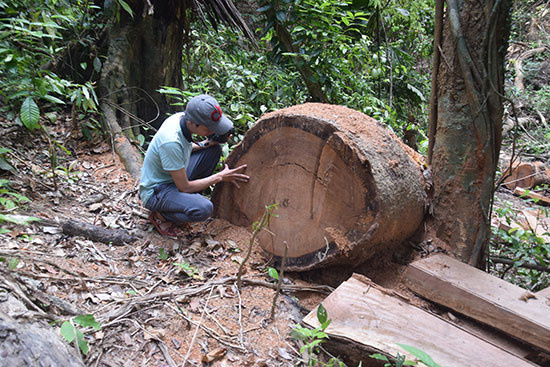 Nhiều cây gỗ có tuổi đời hàng trăm năm bị đốn hạ tại Khu bảo tồn thiên nhiên Sông Thanh. Ảnh: THANH THẮNG