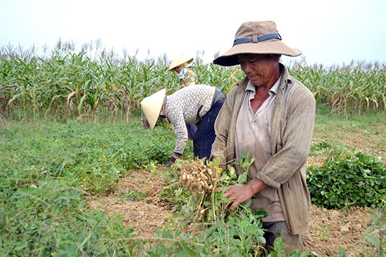 Nông dân xã Điện Quang (Điện Bàn) thu hoạch hoa màu vụ đông xuân 2017-2018. Ảnh: K.K