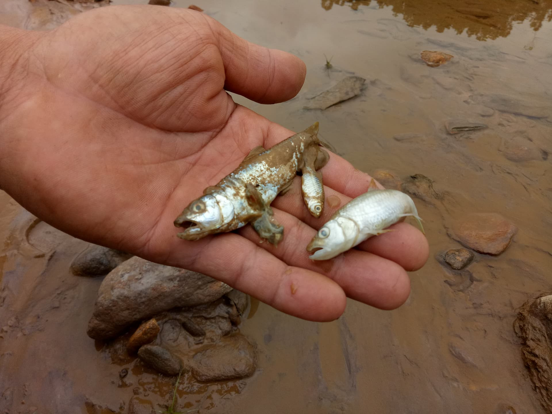 Nhiều loại cá chết còn sót lại trên khúc sông Bồng Miêu đoạn qua thôn Trà Sung. Ảnh: T.Đ