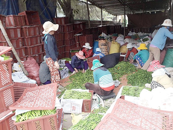 Các tiểu thương thu gom ớt xuất khẩu tại Quảng Nam gặp khó khăn vì thị trường Trung Quốc bế tắc. Ảnh: PHƯƠNG BA