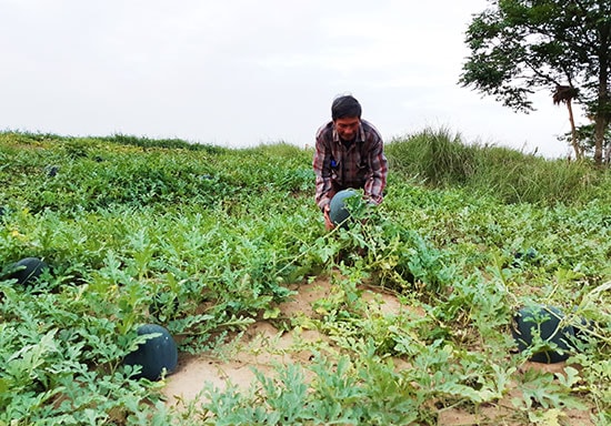 Ông Huỳnh Hạnh (thôn Thọ Xuyên, Duy Châu) phấn khởi khi dưa được mùa, được giá. Ảnh: TRIÊU NHAN