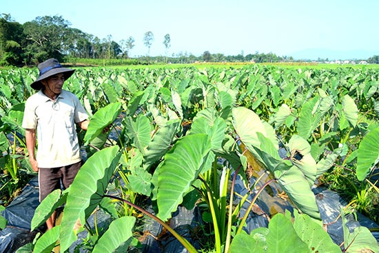 Mô hình trồng môn của gia đình ông Nguyễn Xô.Ảnh: V.QUANG