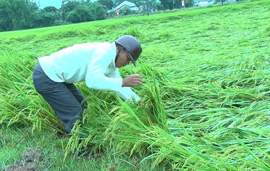 Lúa bị ngã đổ do mưa lớn.